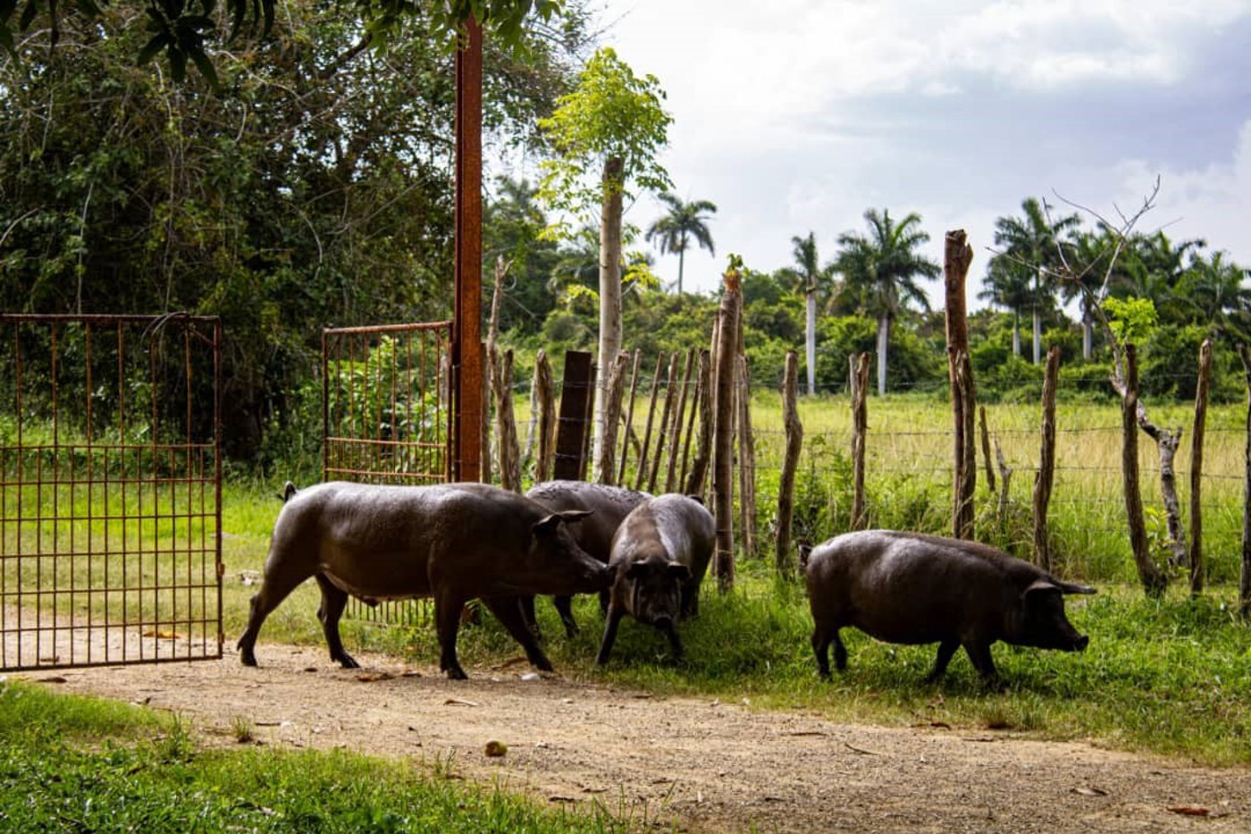 Live the Experience of a Cuban Farmer